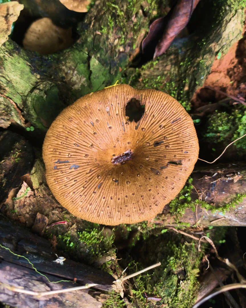 A broad mushroom cap on a mossy fallen log in the understorey