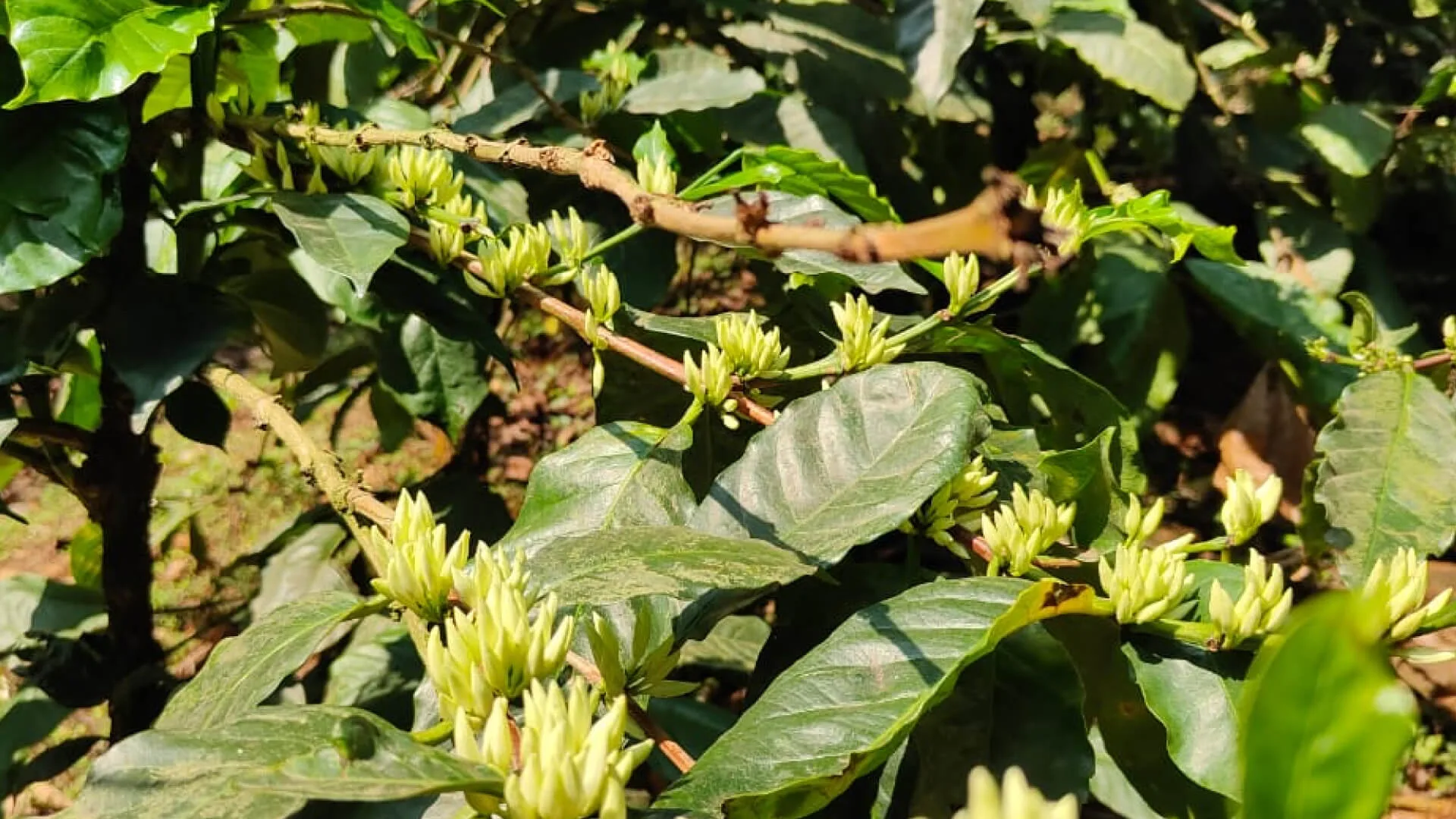 Coffee branches in bud, flowers about to open along the wood