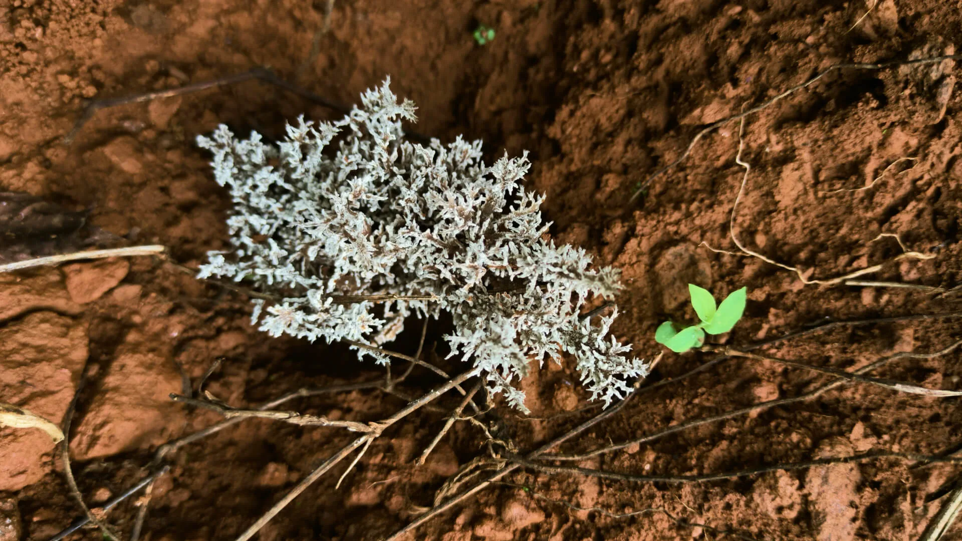 Lichen and a single seedling on open red laterite