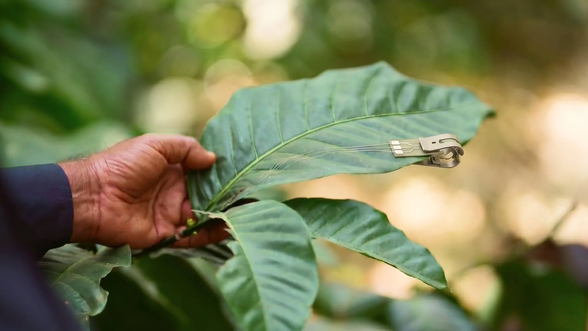 A hand turning a coffee leaf to look at it