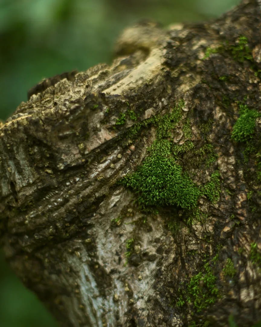 Moss and epiphytes established on a trunk