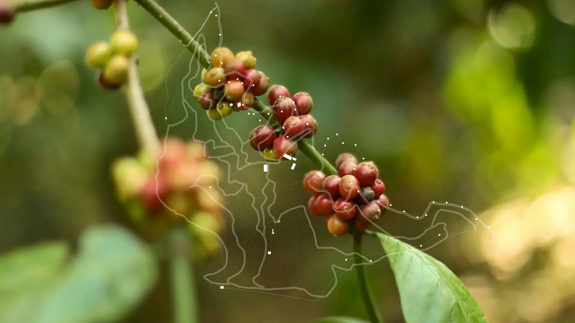 Coffee cherries ripening along the branch
