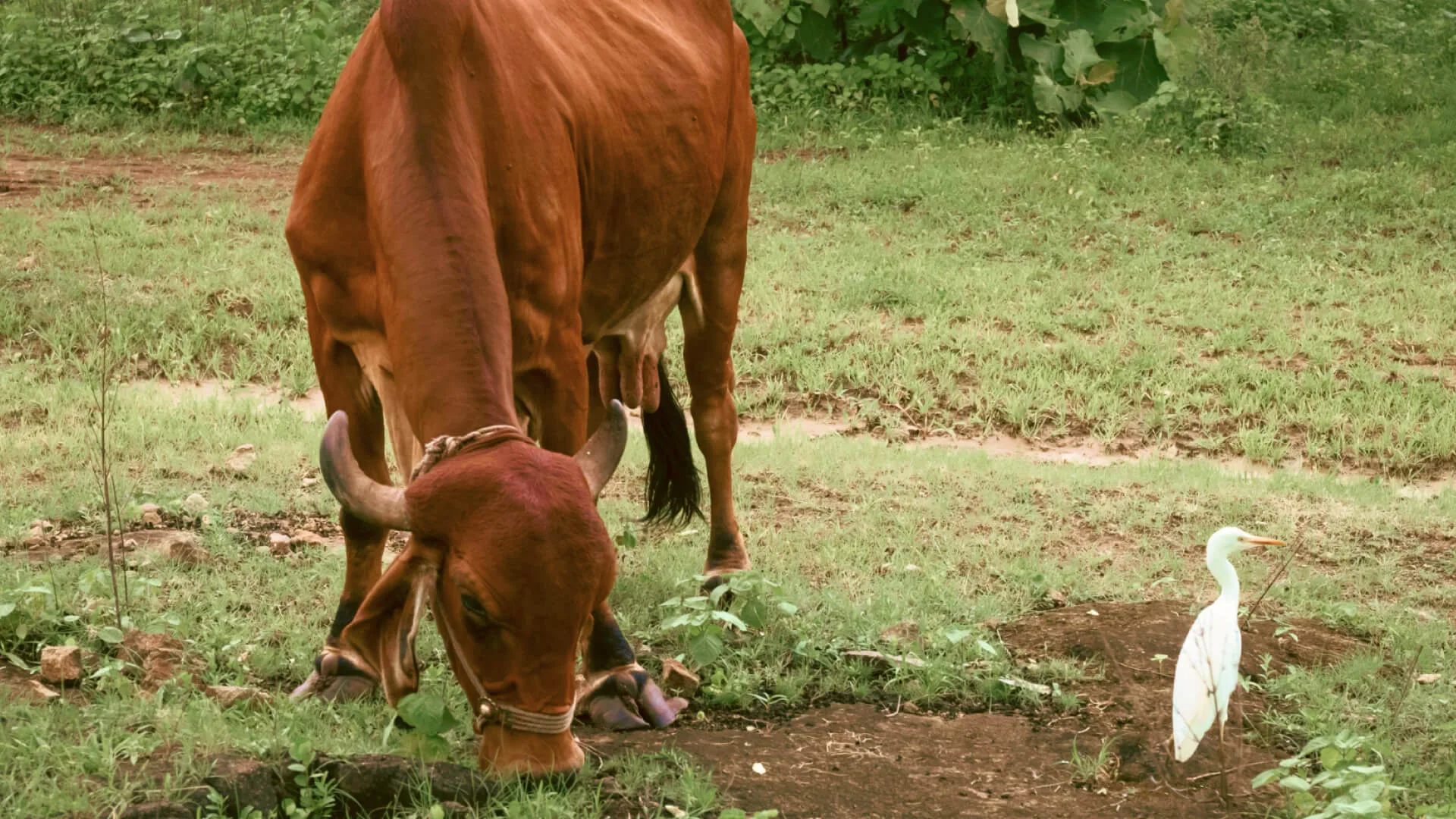 A cow grazing with an egret walking beside her