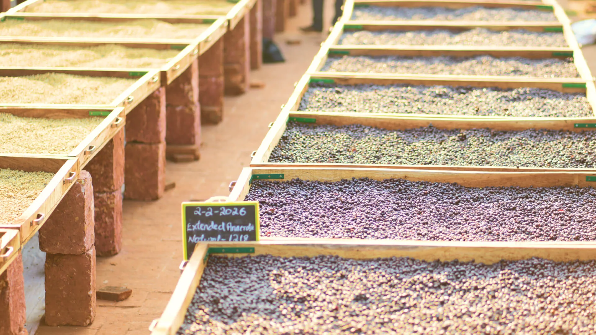 Drying beds side by side, each labelled with its date and method