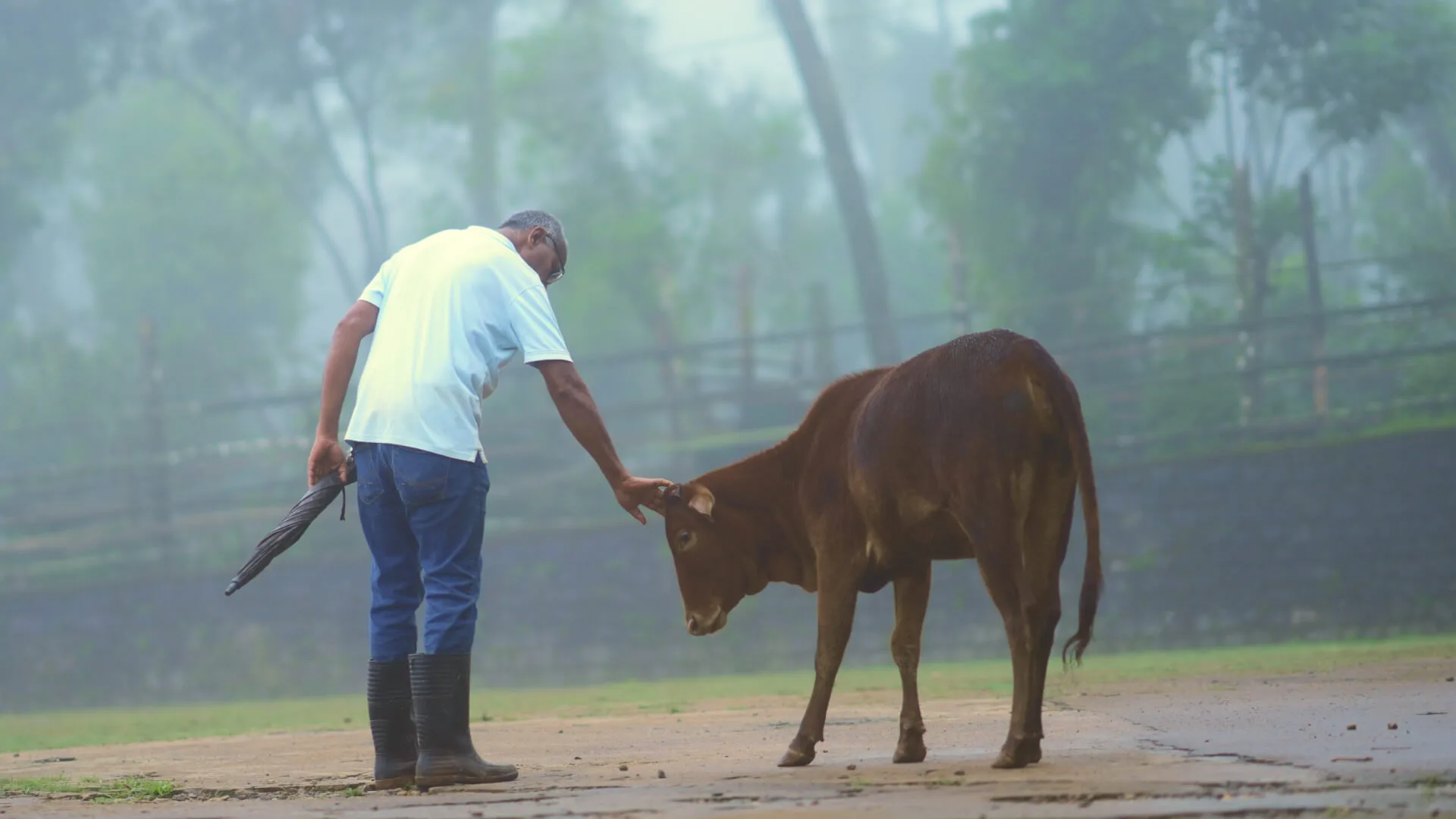 A stockman reaching out to a cow in the mist at dawn