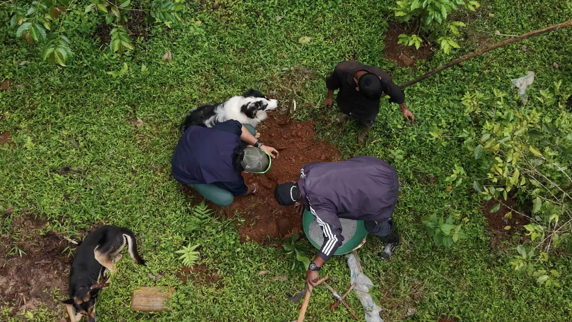 Two people planting a sapling into red earth, seen from above, with the estate dogs alongside