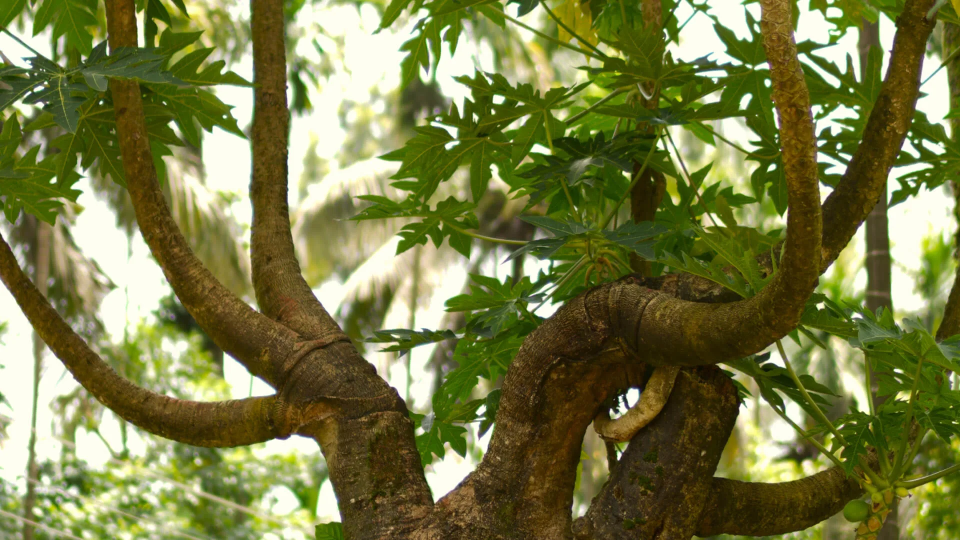 Pepper vine wound along the limbs of a shade tree
