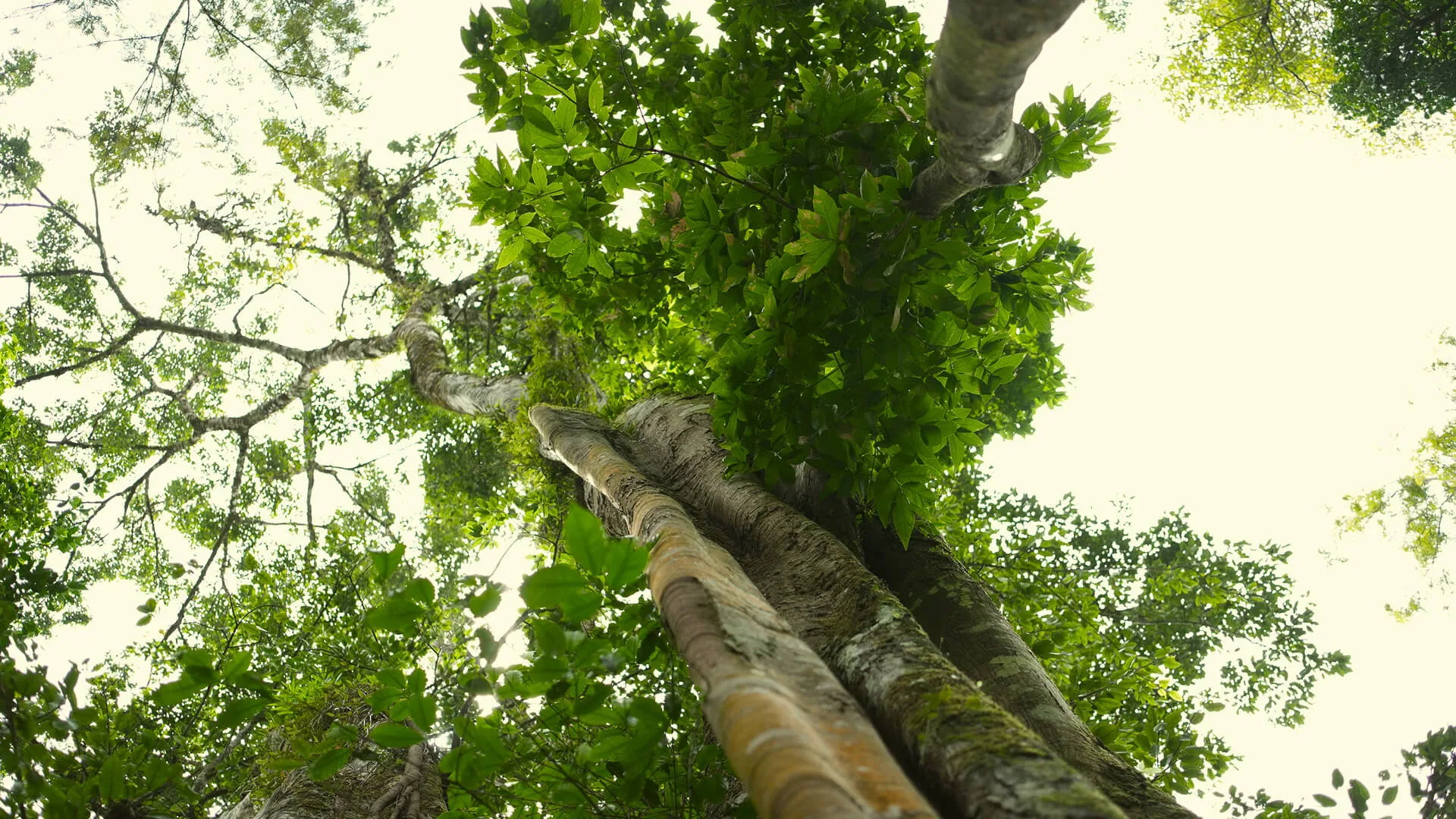 Light coming through four storeys of canopy onto a fallen limb