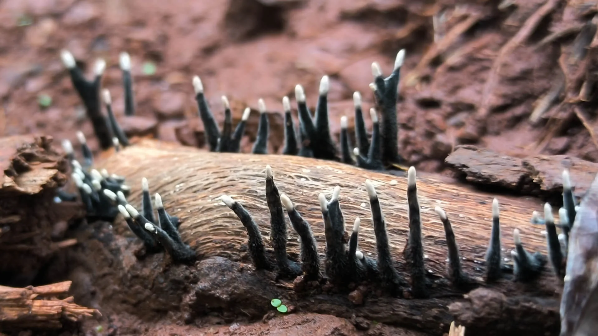 Black finger fungi standing out of a rotting log