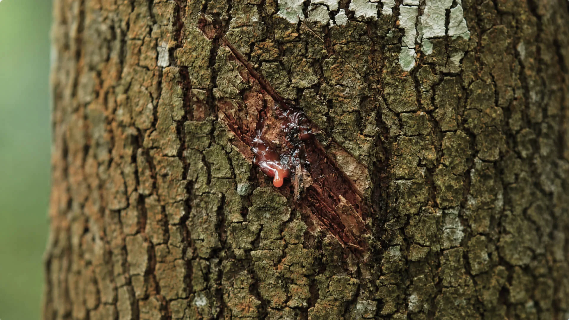 An insect at rest on the bark of a shade tree