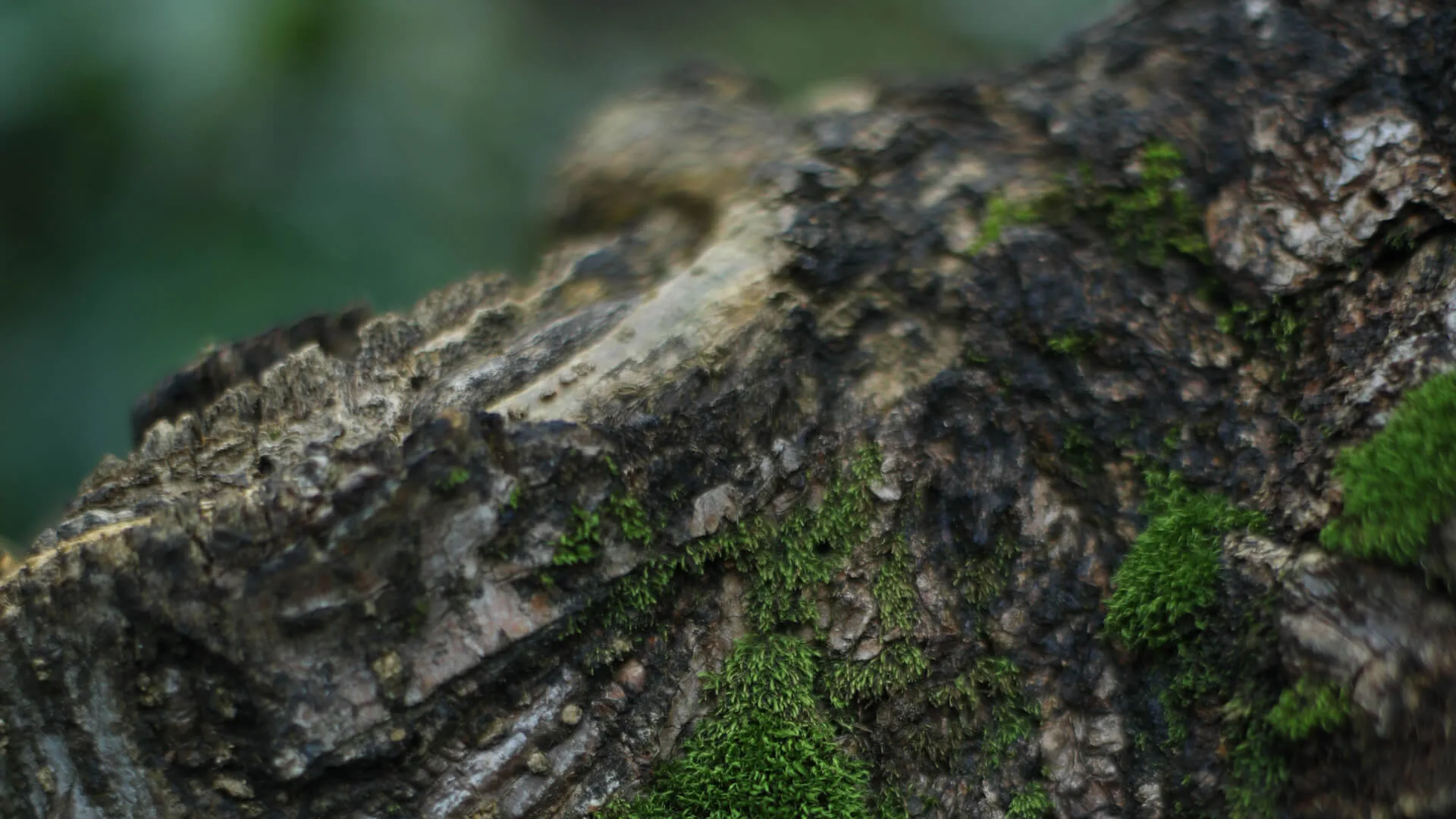 Moss and lichen banked along a trunk in shade