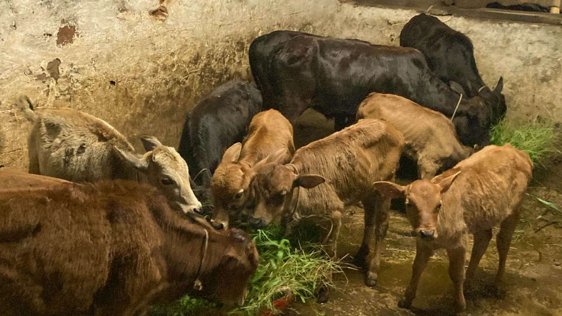 Malnad Gidda cattle lying in the shed