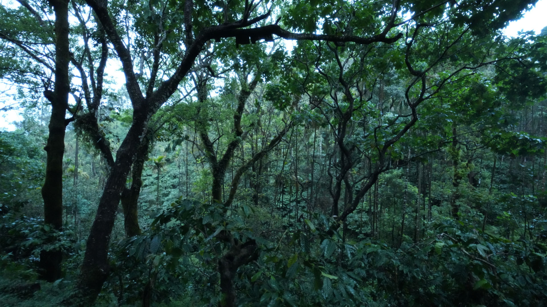 Dense shade under the closed canopy