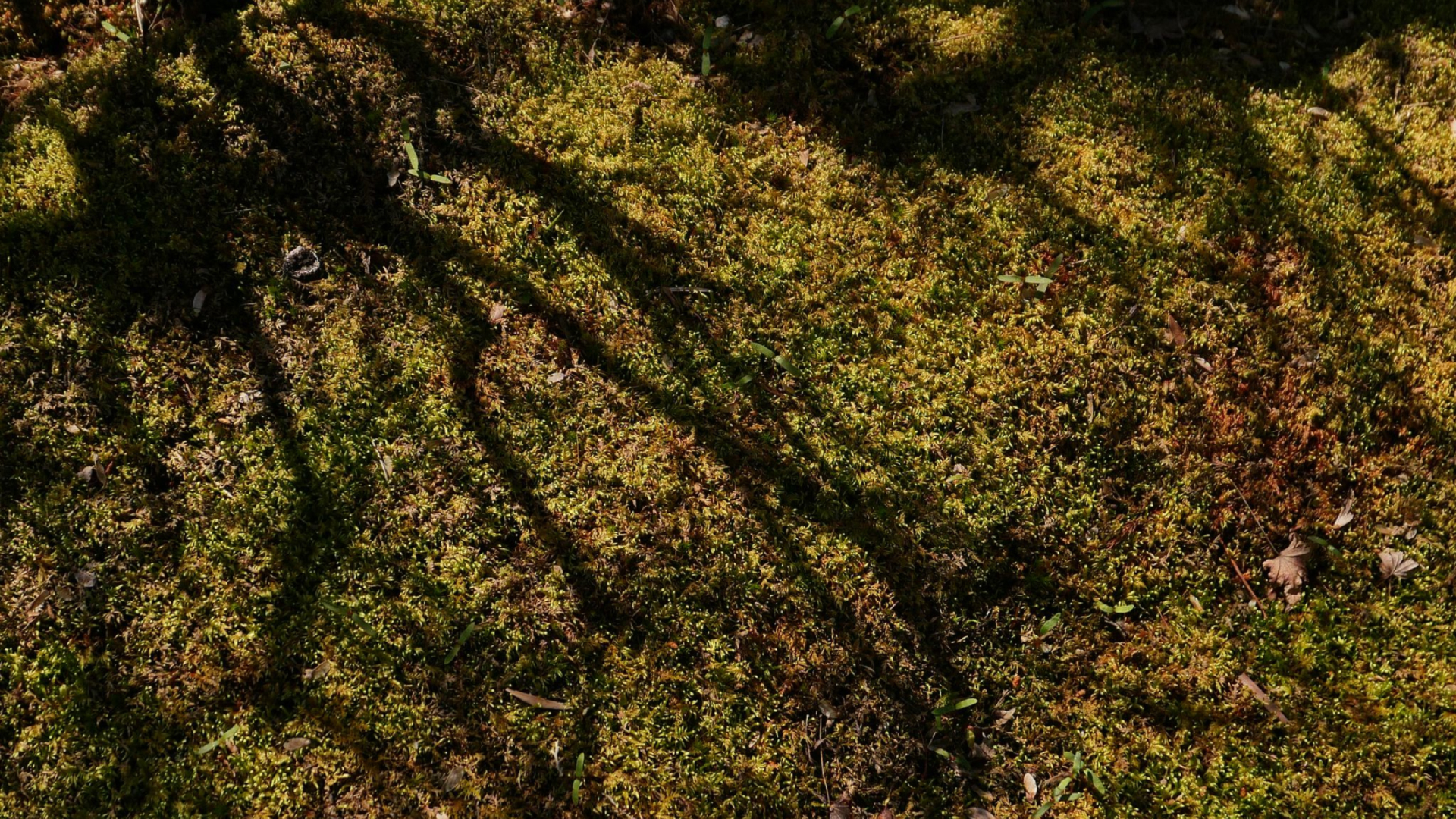 Sunlight falling through the canopy onto the forest floor