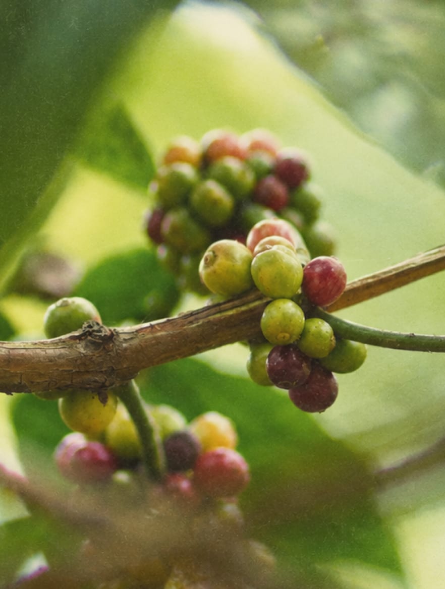 Coffee cherries on the branch, some green, some yellow, some red