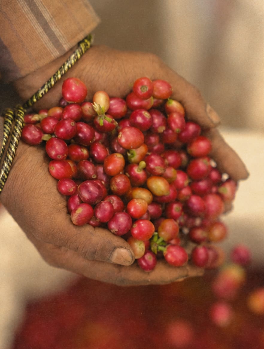 Two hands holding a heap of ripe red coffee cherries