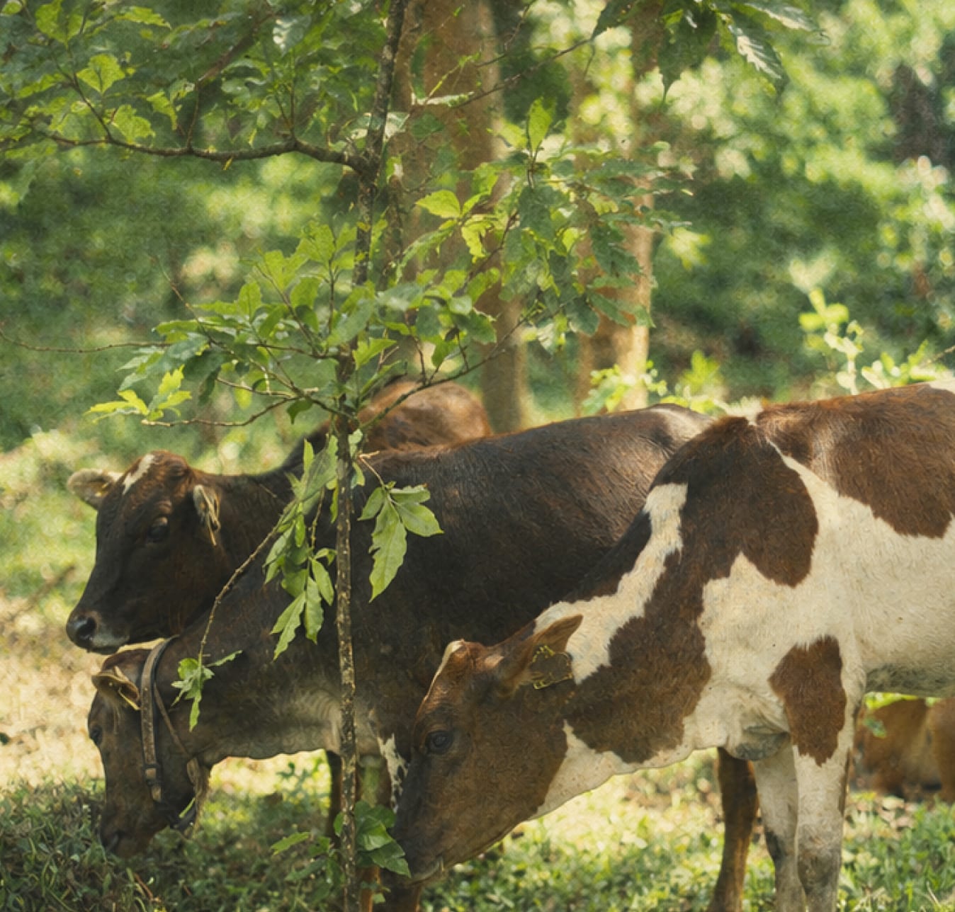 Cows of the herd grazing under the trees at Mudigere