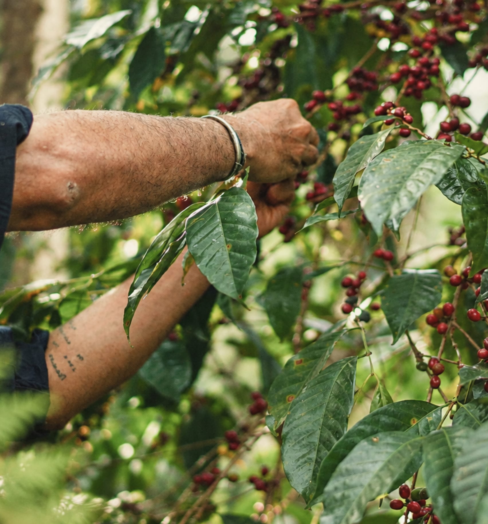 A hand picking ripe red coffee cherries from the branch