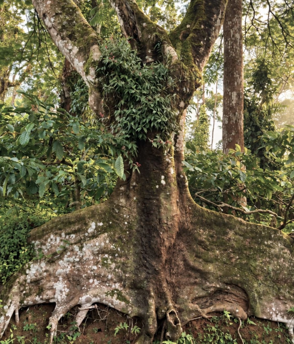 A great buttressed tree on the estate, morning light through the canopy behind it
